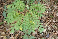 Phyllanthus megacarpus